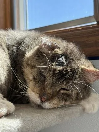 A senior medium-sized male Domestic Short Hair cat named Yoda for adoption in Mount Pleasant, IA
