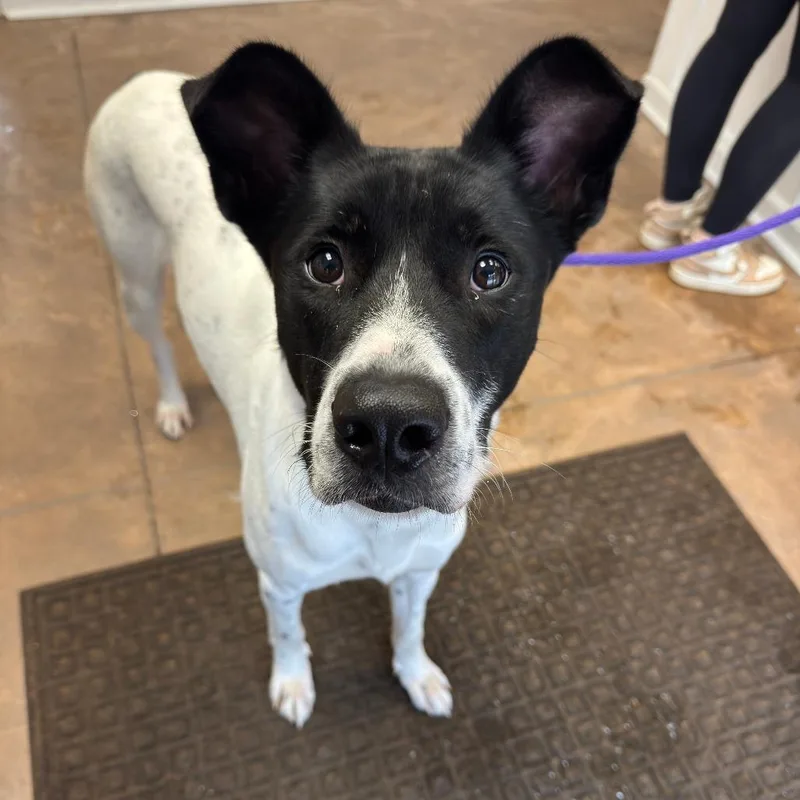 An adult large-sized male Pointer dog named Oreo for adoption in Deerfield, IL