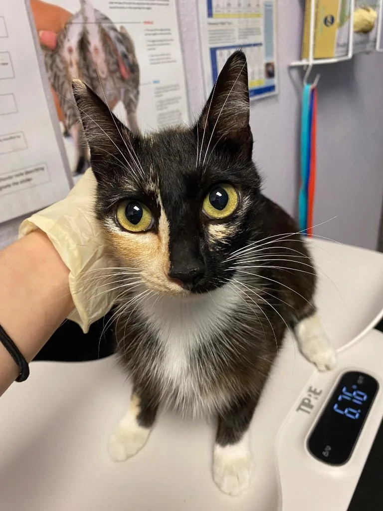 A young medium-sized female Domestic Short Hair cat named Topsy for adoption in New Braunfels, TX