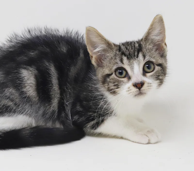 A baby small-sized female White Turkish Van cat named Katlyn and Sophie for adoption in Bedford Hills, NY
