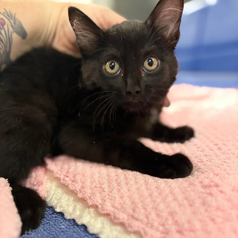 A baby small-sized female Black Domestic Short Hair cat named Zelda for adoption in Tulsa, OK