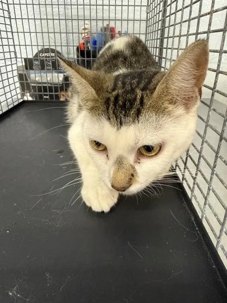 A young small-sized female Domestic Short Hair cat named Hera for adoption in Millersville, MD