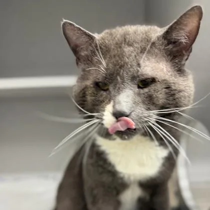 An adult small-sized male Gray / Blue / Silver Domestic Short Hair cat named Merlin for adoption in Atlanta, GA