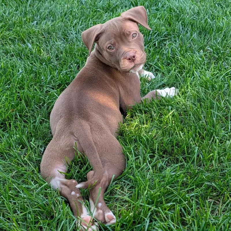 A baby medium-sized male Brown / Chocolate Mixed Breed dog named Lemming for adoption in Washington Township, OH