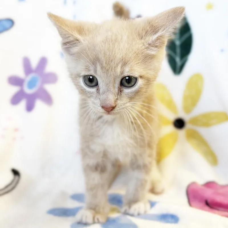A baby small-sized male Buff / Tan / Fawn Domestic Short Hair cat named Toasted for adoption in Mount Juliet, TN
