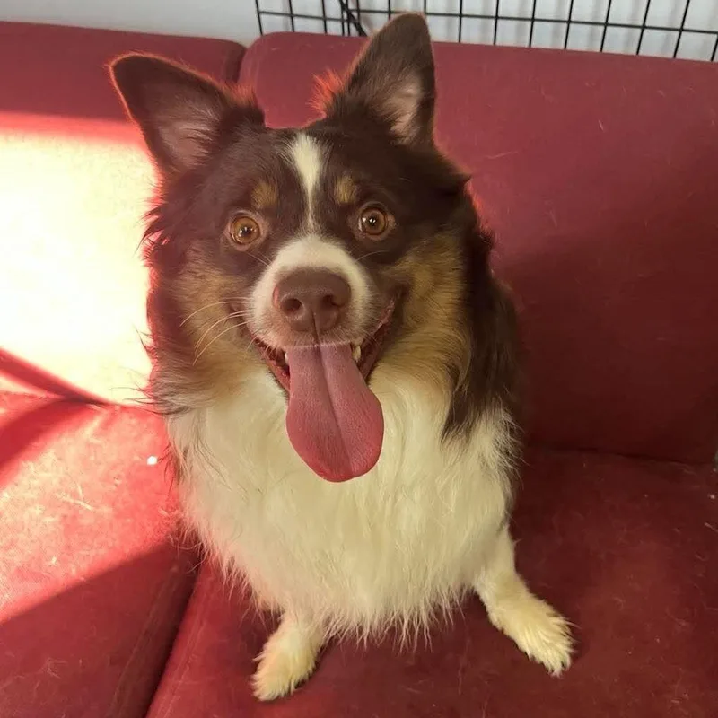 A young medium-sized male Australian Shepherd dog named Jack for adoption in Archbold , OH