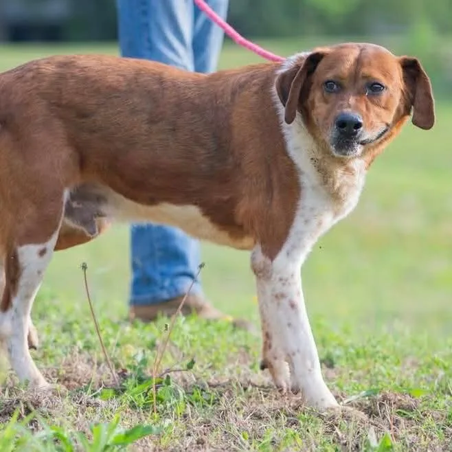 An adult large-sized female Yellow / Tan / Blond / Fawn Collie dog named Lilibeth for adoption in Bartlett, TN