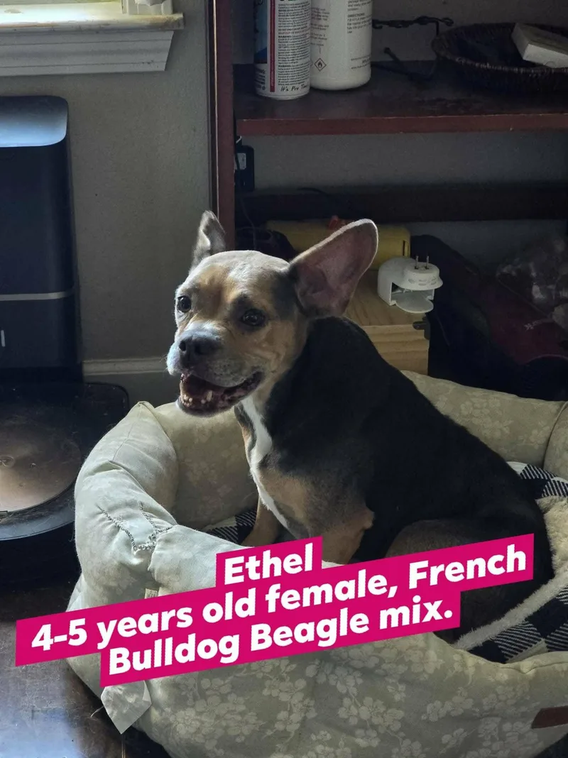 An adult small-sized female Gray / Blue / Silver French Bulldog dog named Ethel for adoption in Austin, AR