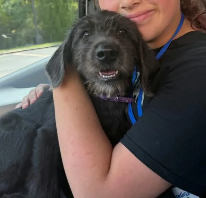 A baby large-sized female Labradoodle dog named Michele for adoption in Hilham, TN