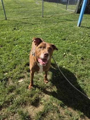 An adult large-sized male Mixed Breed dog named Rocky for adoption in Fallston, MD