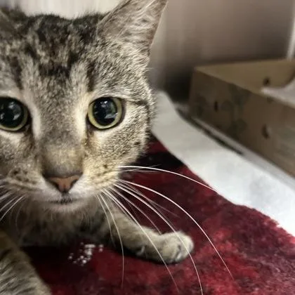 An adult medium-sized female Domestic Short Hair cat named Heaven for adoption in Merriam, KS