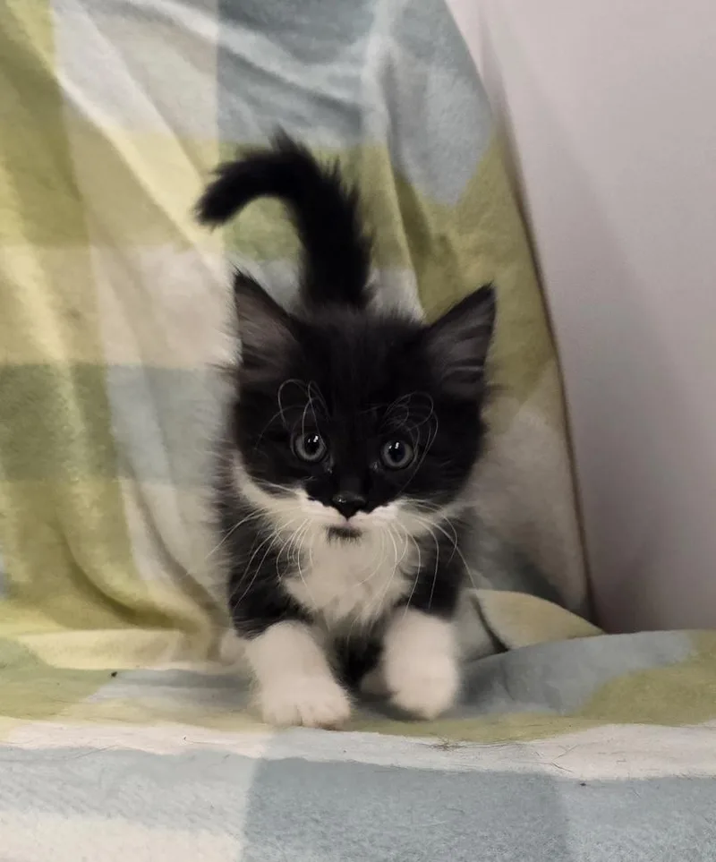 A baby small-sized female Domestic Short Hair cat named Endora for adoption in Dickson, TN