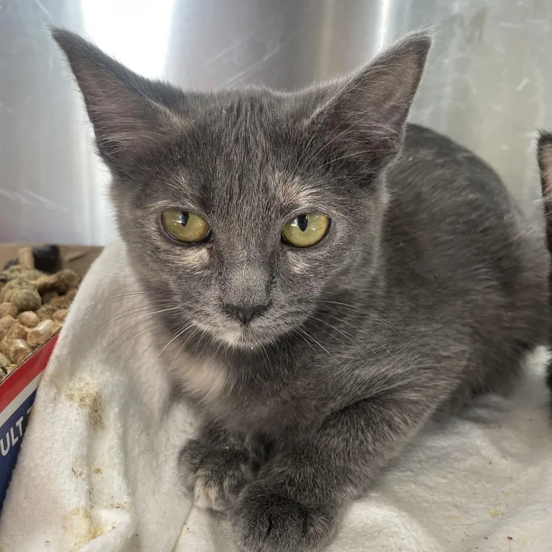 Mozzarella thumbnail 2