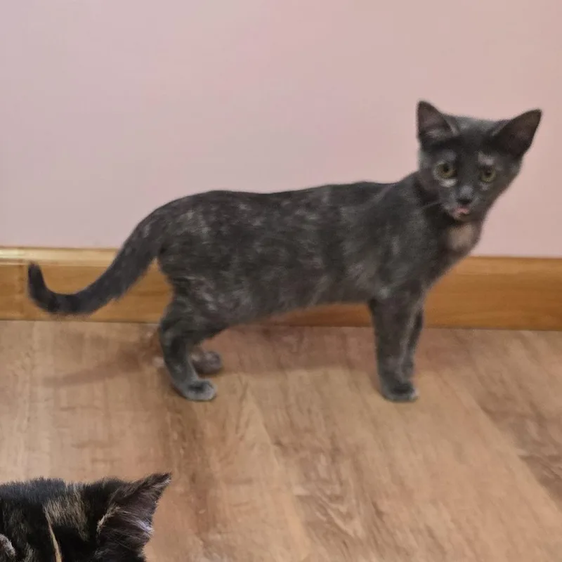 Mozzarella thumbnail 3