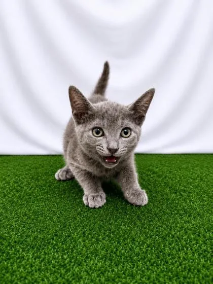 A baby small-sized male Gray / Blue / Silver Domestic Short Hair cat named Telemachus for adoption in Covington, LA