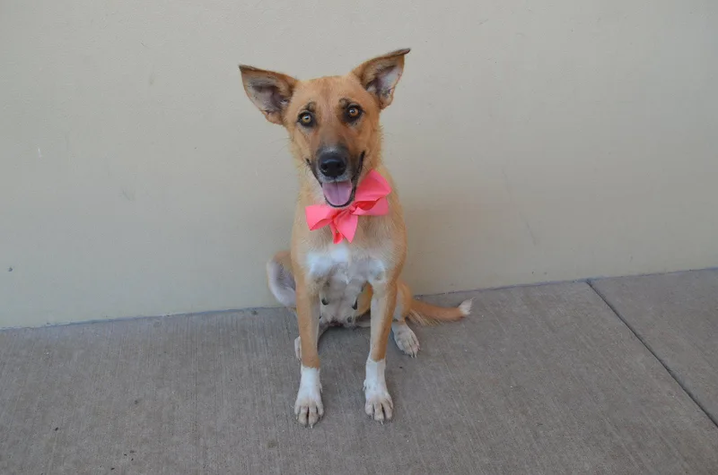 A young large-sized female Shepherd dog named Ember for adoption in McKinney, TX