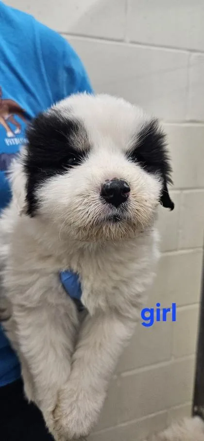 A baby small-sized female Great Pyrenees dog named Truffle for adoption in Edgewood, NM