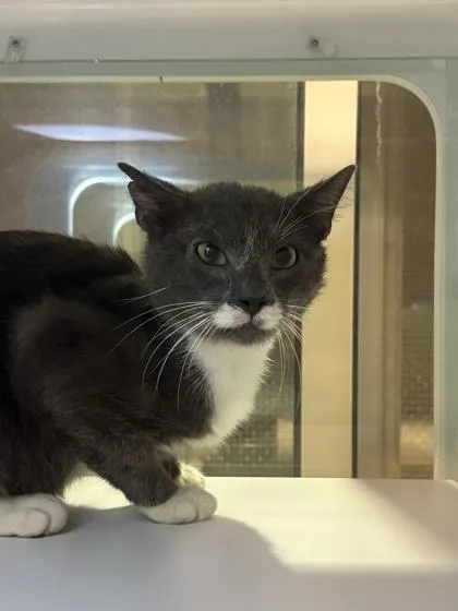 An adult medium-sized male Domestic Short Hair cat named Spotty for adoption in Fairfax, VA