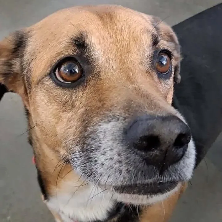 A senior medium-sized male Brown / Chocolate Beagle dog named Bilbo Baggins for adoption in Vinita, OK