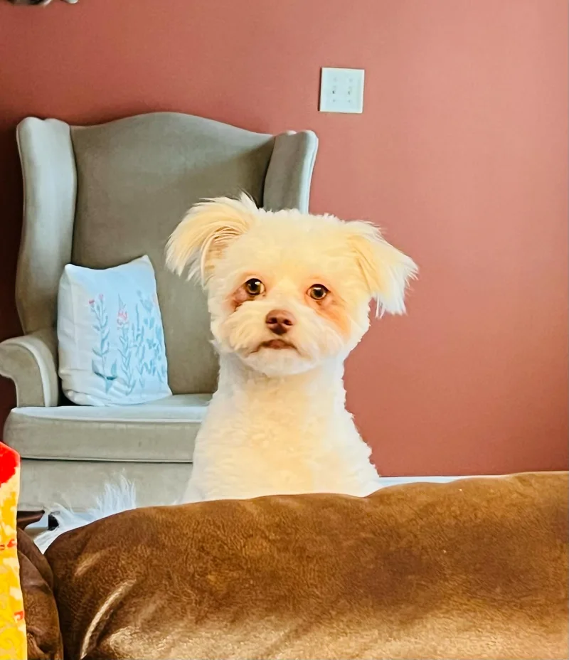 A young small-sized male Maltese dog named Marshmallow for adoption in Greensboro, NC