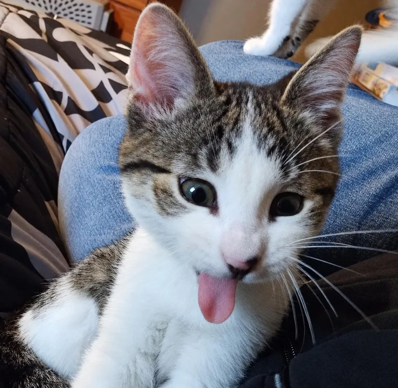 A baby medium-sized female Domestic Short Hair cat named Aspen for adoption in Menasha, WI