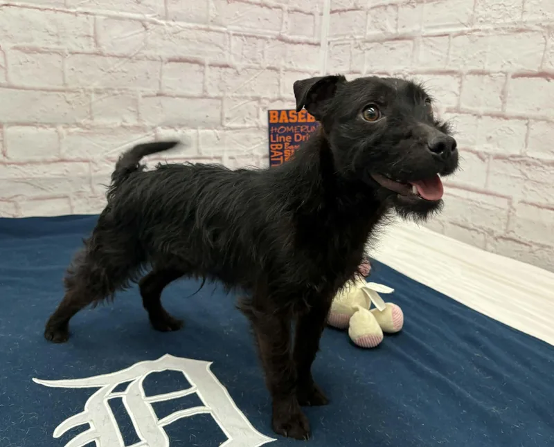 A young small-sized male Terrier dog named Lenny for adoption in Oxford, MI