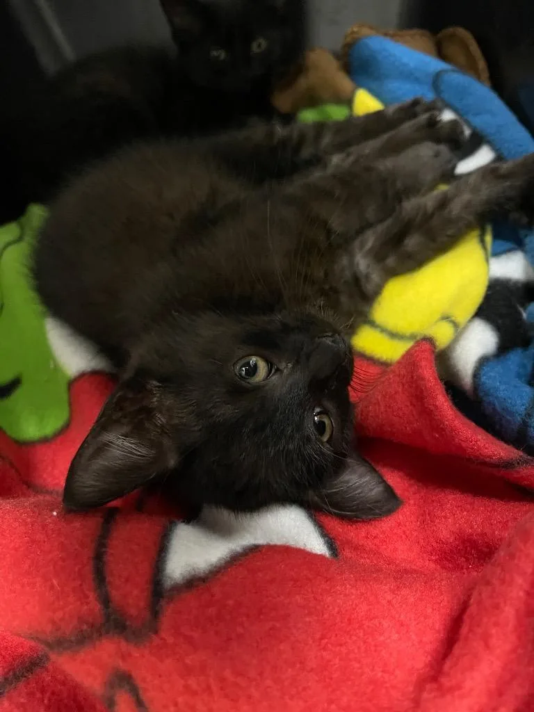 A baby small-sized male Domestic Short Hair cat named Moth for adoption in Grants Pass, OR