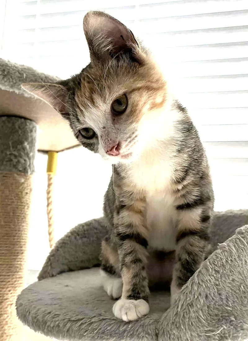 A young medium-sized female Calico cat named Princess for adoption in Greenville, NC