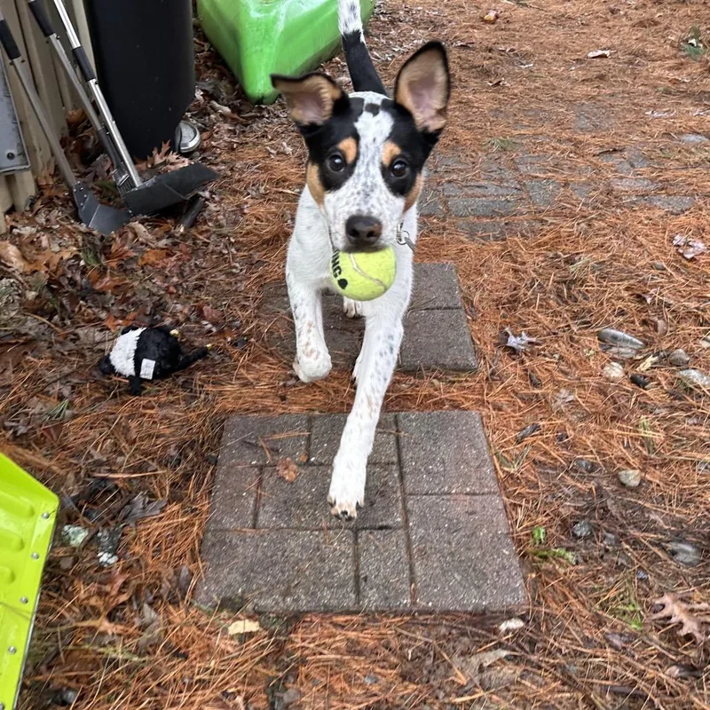 A young medium-sized male White / Cream Pointer dog named Chip for adoption in Alexandria, VA
