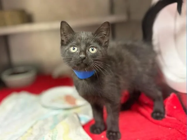 A baby small-sized male Domestic Short Hair cat named Lloyd for adoption in Fort Wayne, IN