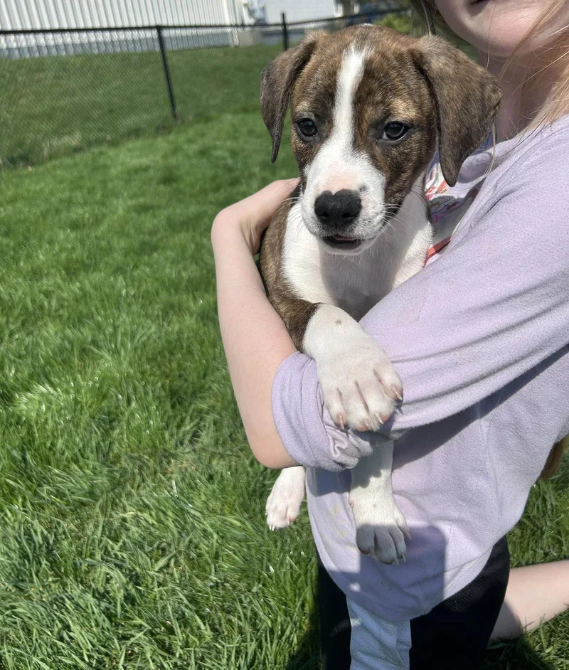 A baby medium-sized male Beagle dog named Tater for adoption in Mechanicsburg, PA