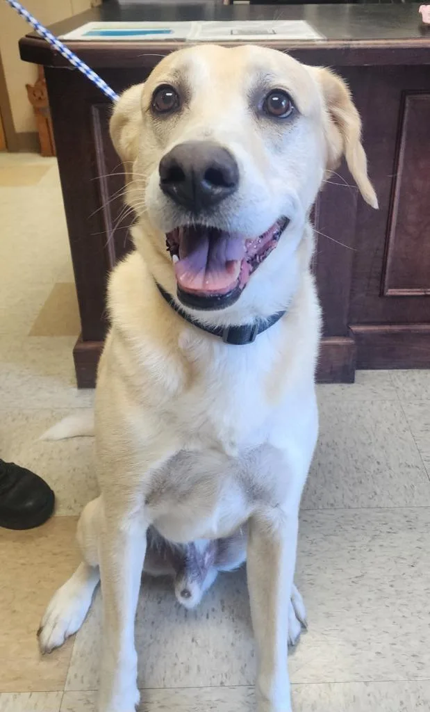 An adult large-sized male Labrador Retriever dog named Teddy for adoption in Maumelle, AR