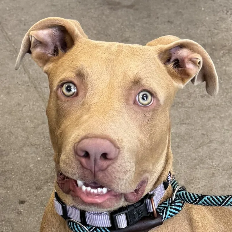 A young medium-sized male Yellow / Tan / Blond / Fawn Mixed Breed dog named Robin for adoption in Las Cruces, NM