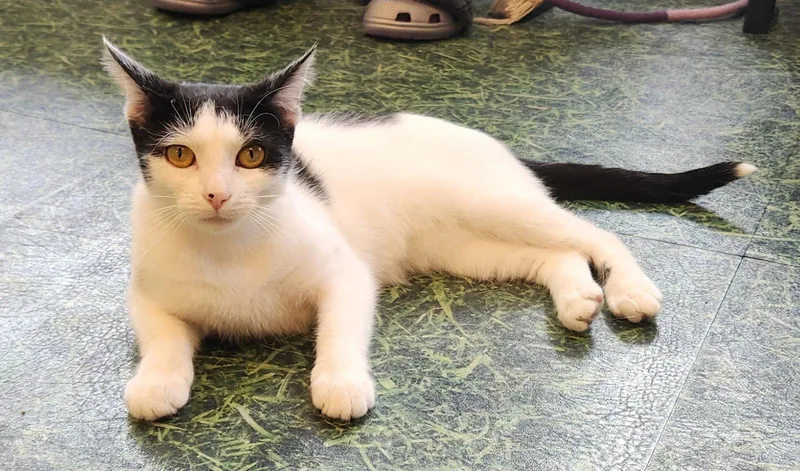 A young medium-sized female Domestic Short Hair cat named Anastasia MT for adoption in Herndon, VA