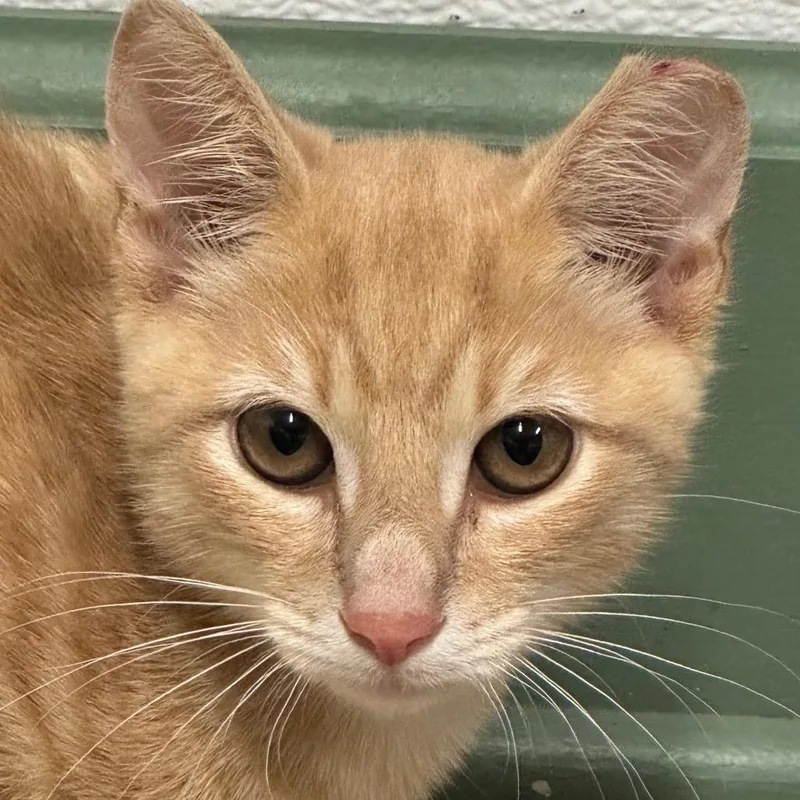 A baby small-sized male Orange / Red Domestic Short Hair cat named Sol for adoption in Decatur, GA