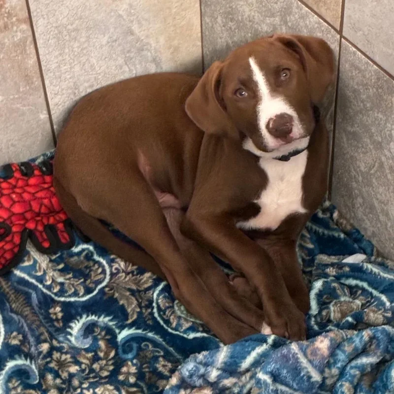 Benedict thumbnail 2