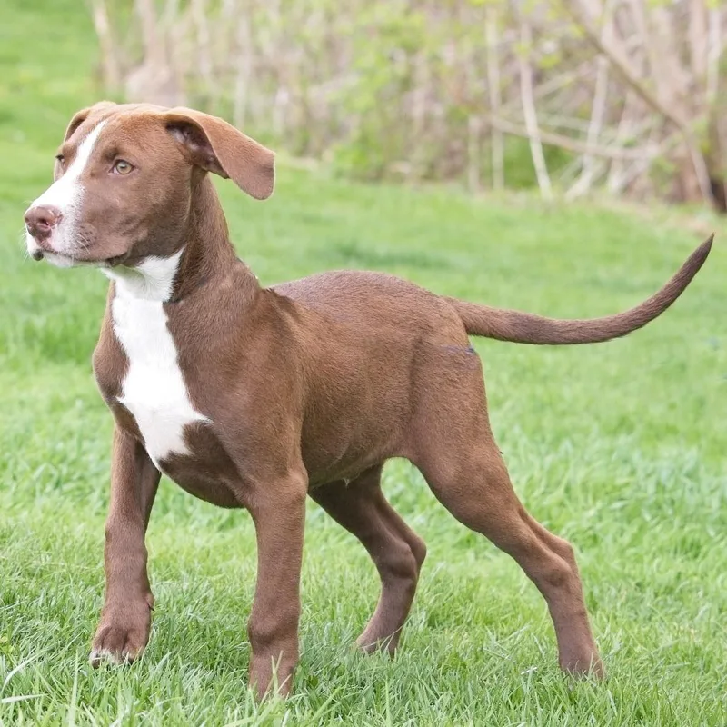 Benedict thumbnail 3