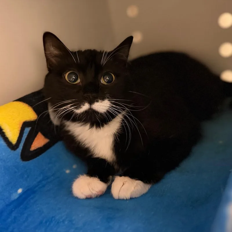 A young medium-sized female Black Domestic Short Hair cat named Mandy for adoption in Sarasota, FL