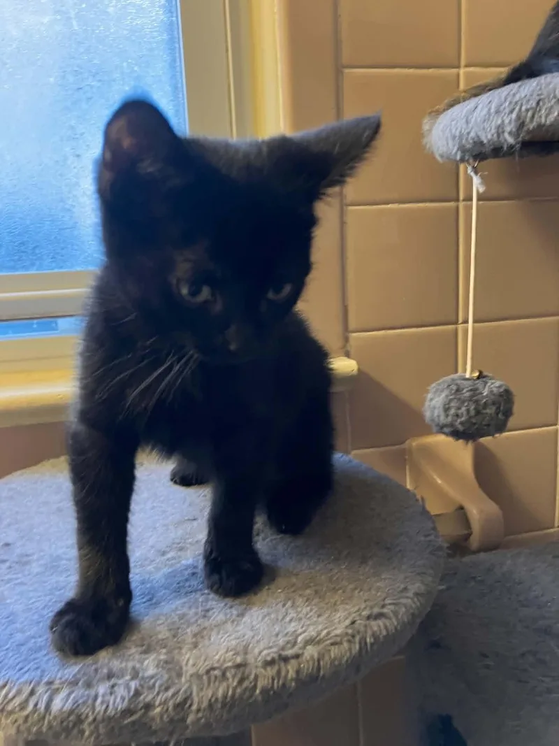 A baby medium-sized female Black Domestic Short Hair cat named Delaney for adoption in Warren, NJ