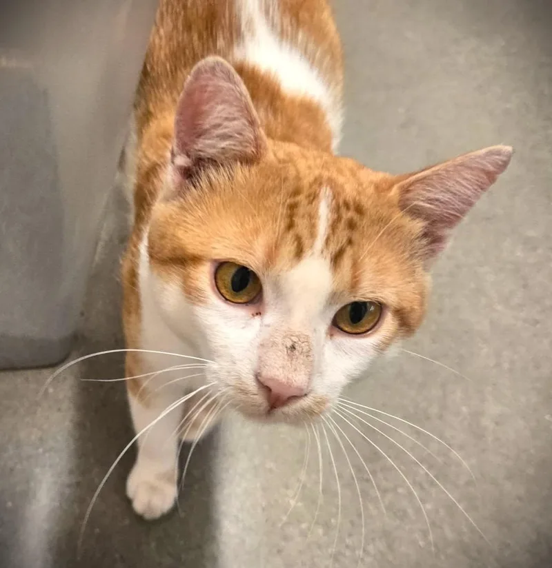 An adult medium-sized male Orange & White Domestic Short Hair cat named Floyd at Petmart Mankato for adoption in Mankato, MN
