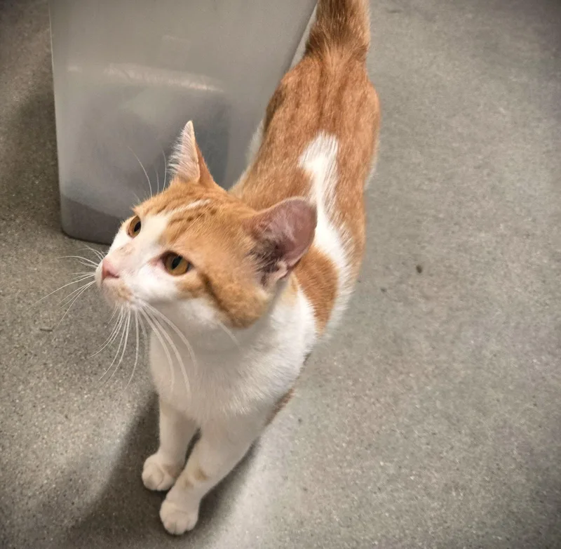 Floyd at Petmart Mankato thumbnail 2