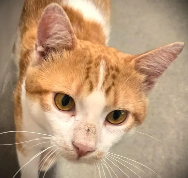 Floyd at Petmart Mankato thumbnail 3