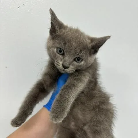 A baby small-sized male Gray / Blue / Silver Domestic Medium Hair cat named Bieber for adoption in Indianapolis, IN