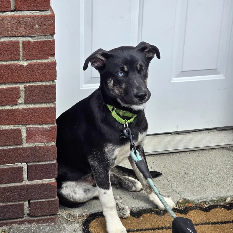 A young large-sized male Tricolor (Brown, Black, & White) Husky dog named Apollo for adoption in Athens, NY