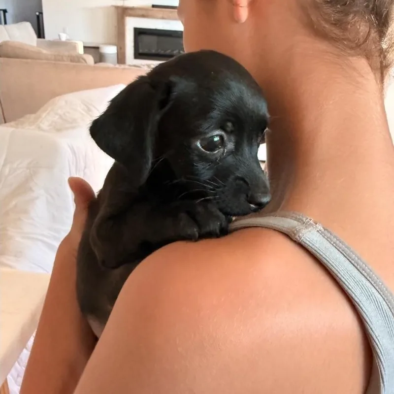 A baby small-sized male Black Chihuahua dog named Mickey for adoption in Brentwood, CA