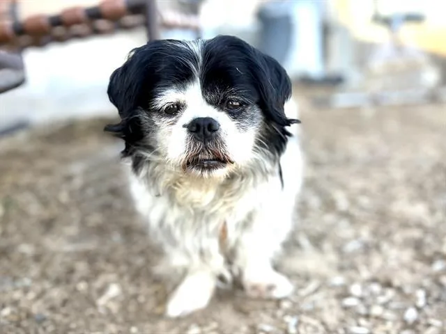 A senior small-sized female Shih Tzu dog named Couqueta for adoption in Albuquerque, NM
