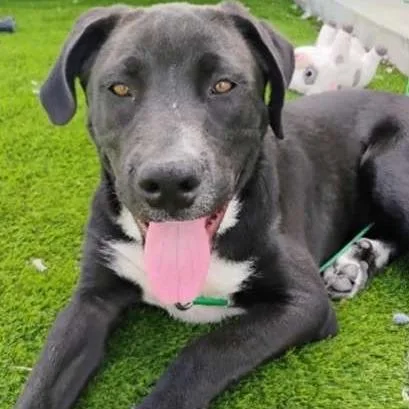 A young medium-sized male Black Great Pyrenees dog named Oreo for adoption in Jupiter, FL