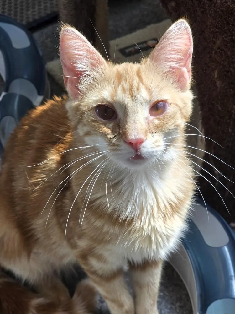 A baby small-sized female Domestic Short Hair cat named Marigold for adoption in Wilson, NC