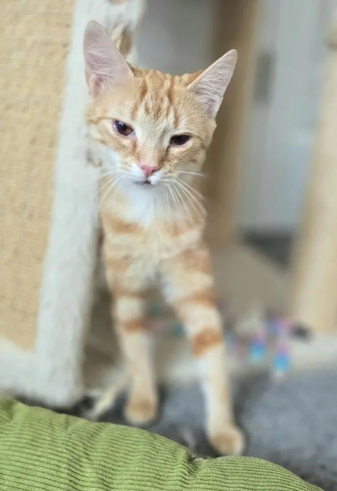 Marigold thumbnail 3