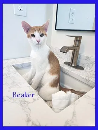 A baby medium-sized male Domestic Short Hair cat named Beaker for adoption in Hoover , AL